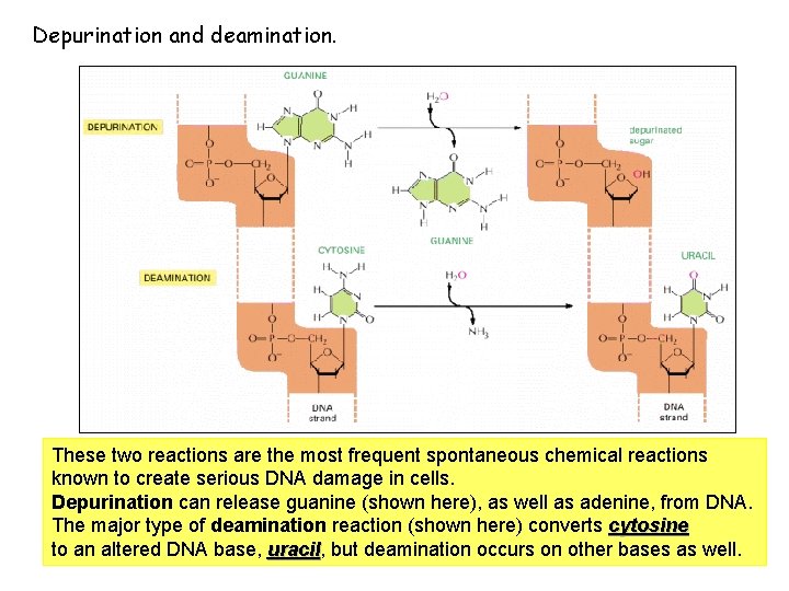 Depurination and deamination. These two reactions are the most frequent spontaneous chemical reactions known