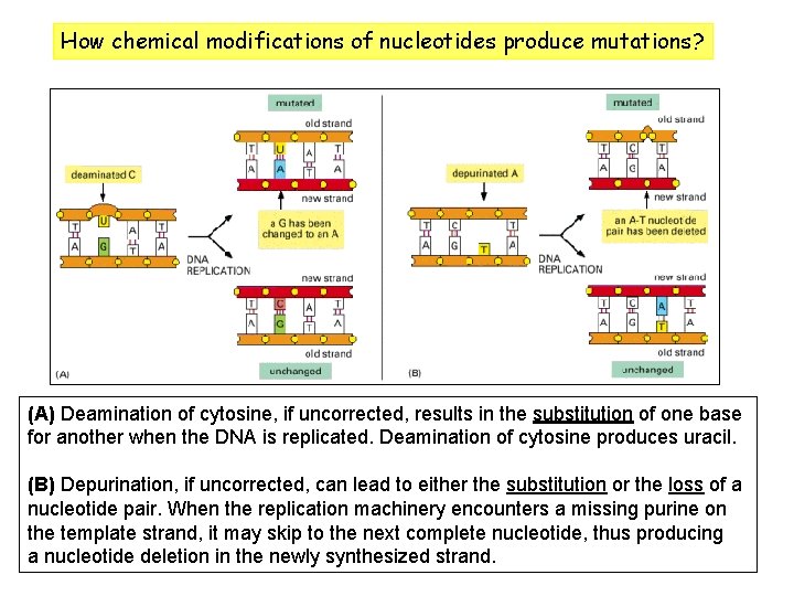 How chemical modifications of nucleotides produce mutations? (A) Deamination of cytosine, if uncorrected, results