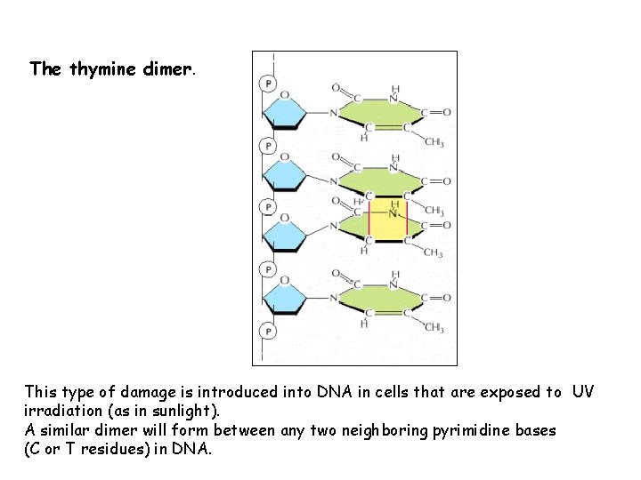 The thymine dimer. This type of damage is introduced into DNA in cells that
