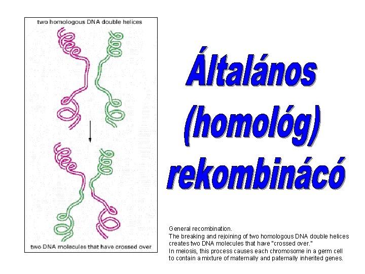 General recombination. The breaking and rejoining of two homologous DNA double helices creates two