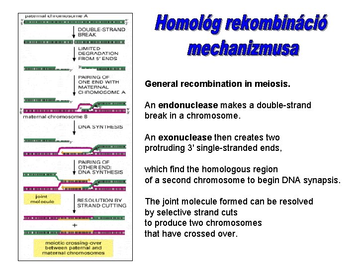 General recombination in meiosis. An endonuclease makes a double-strand break in a chromosome. An