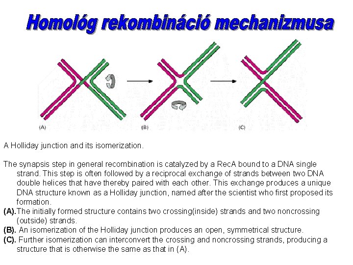 A Holliday junction and its isomerization. The synapsis step in general recombination is catalyzed