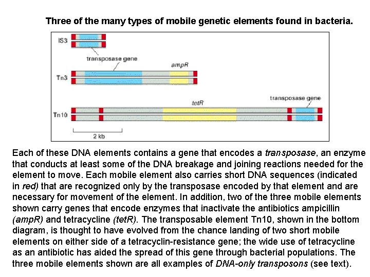 Three of the many types of mobile genetic elements found in bacteria. Each of