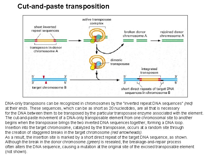 Cut-and-paste transposition DNA-only transposons can be recognized in chromosomes by the “inverted repeat DNA