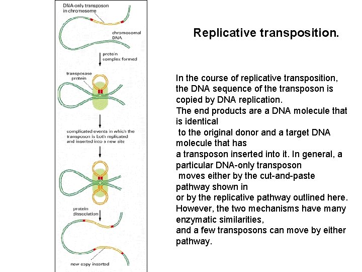 Replicative transposition. In the course of replicative transposition, the DNA sequence of the transposon