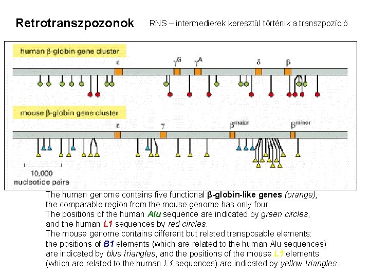 Retrotranszpozonok RNS – intermedierek keresztül történik a transzpozíció The human genome contains five functional