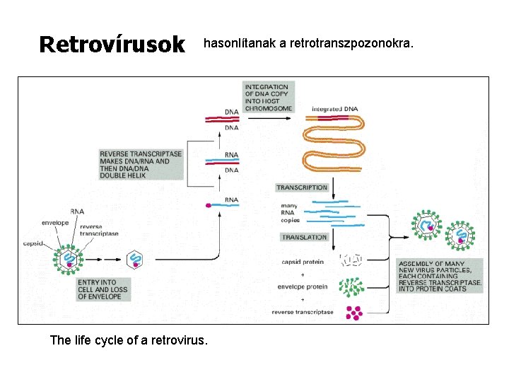 Retrovírusok hasonlítanak a retrotranszpozonokra. The life cycle of a retrovirus. 