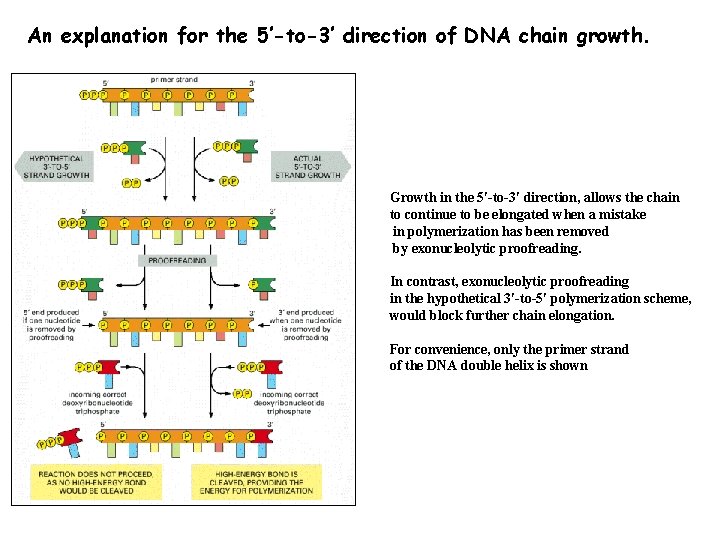 An explanation for the 5′-to-3′ direction of DNA chain growth. Growth in the 5′-to-3′