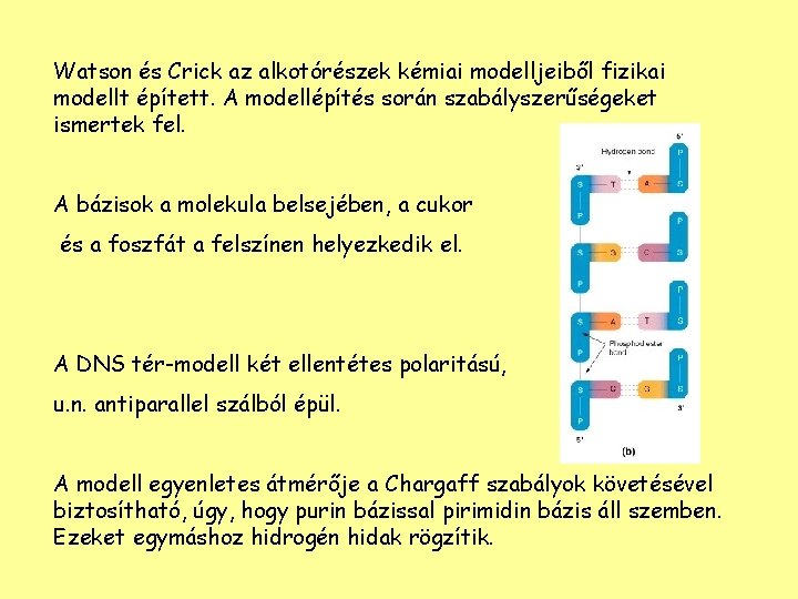 Watson és Crick az alkotórészek kémiai modelljeiből fizikai modellt épített. A modellépítés során szabályszerűségeket