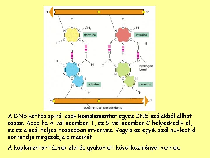 A DNS kettős spirál csak komplementer egyes DNS szálakból állhat össze. Azaz ha A-val