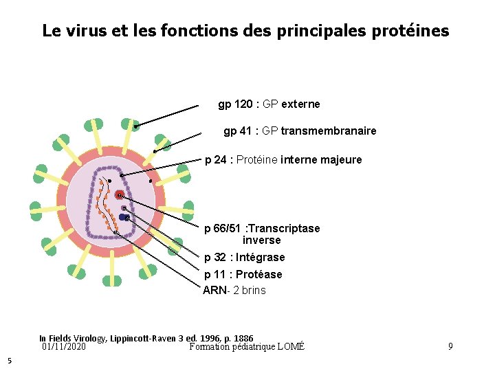 Le virus et les fonctions des principales protéines gp 120 : GP externe gp