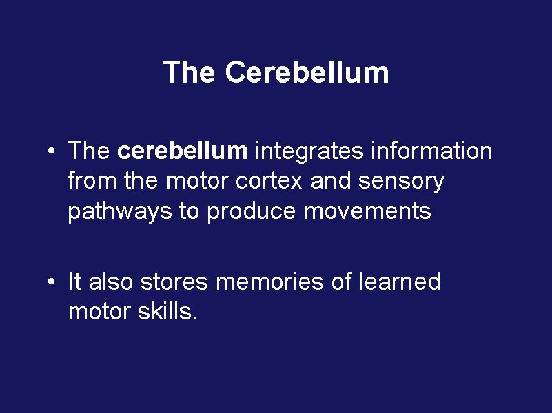 The Cerebellum • The cerebellum integrates information from the motor cortex and sensory pathways