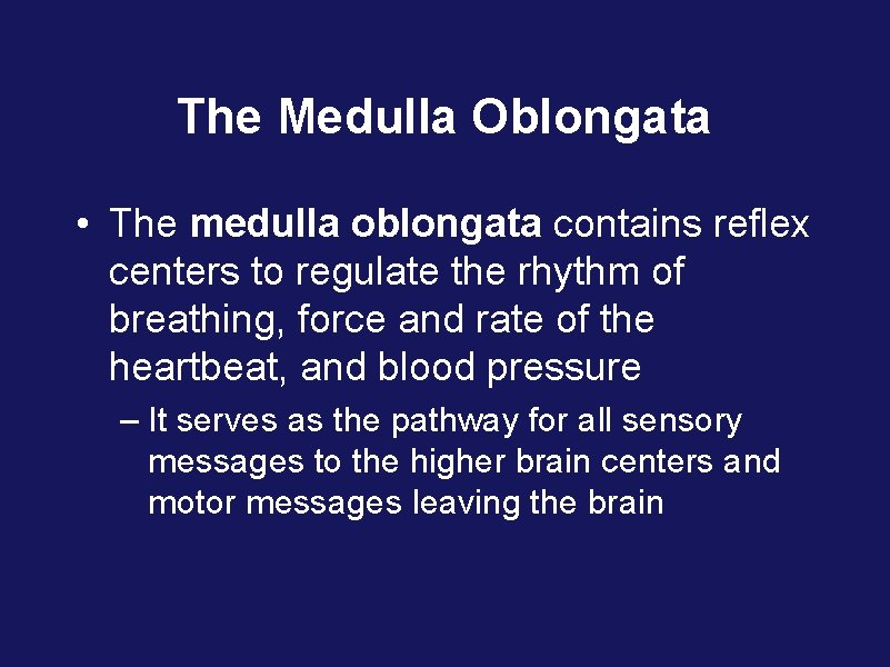 The Medulla Oblongata • The medulla oblongata contains reflex centers to regulate the rhythm