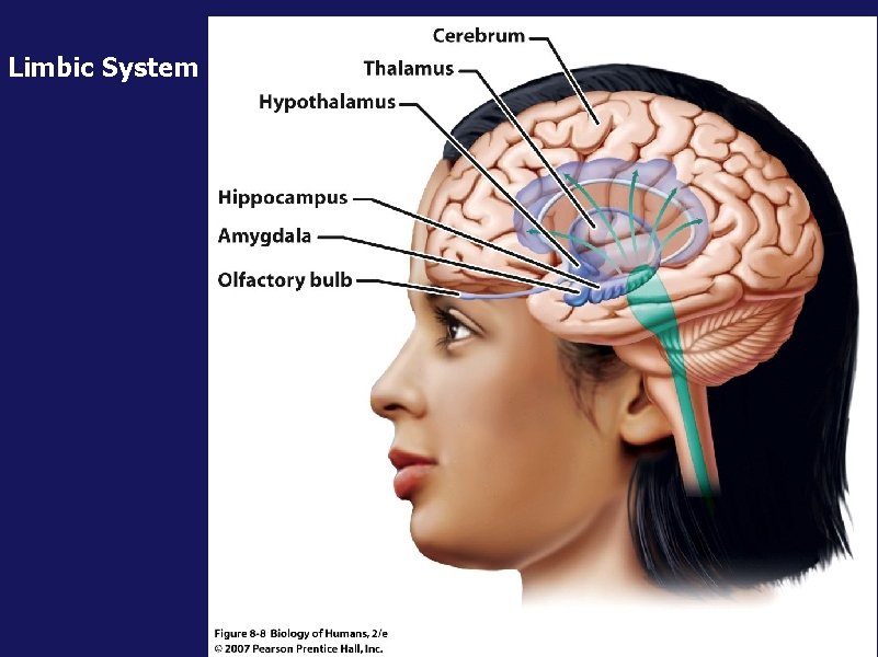 Limbic System 