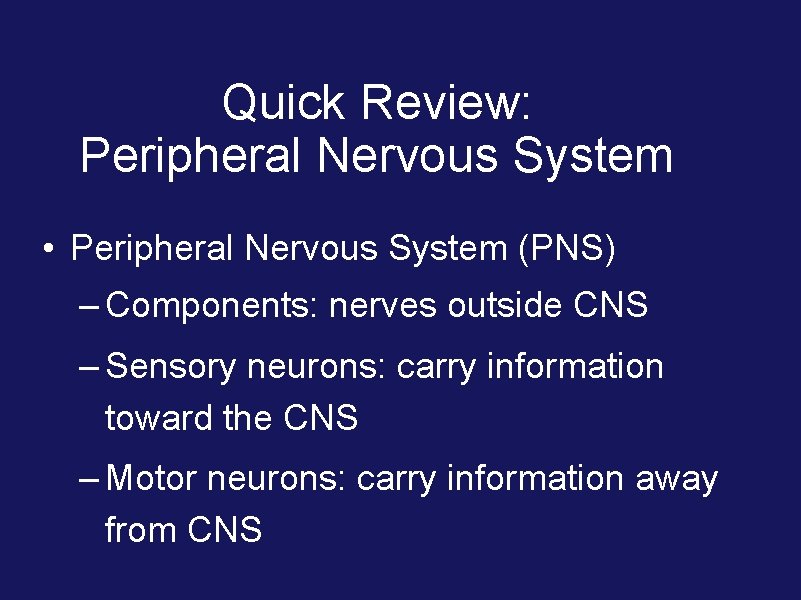 Quick Review: Peripheral Nervous System • Peripheral Nervous System (PNS) – Components: nerves outside