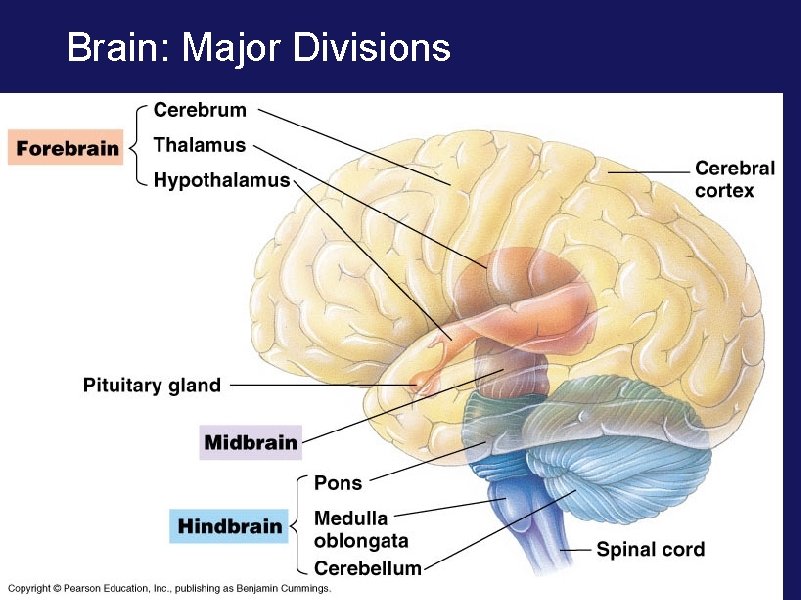 Brain: Major Divisions 