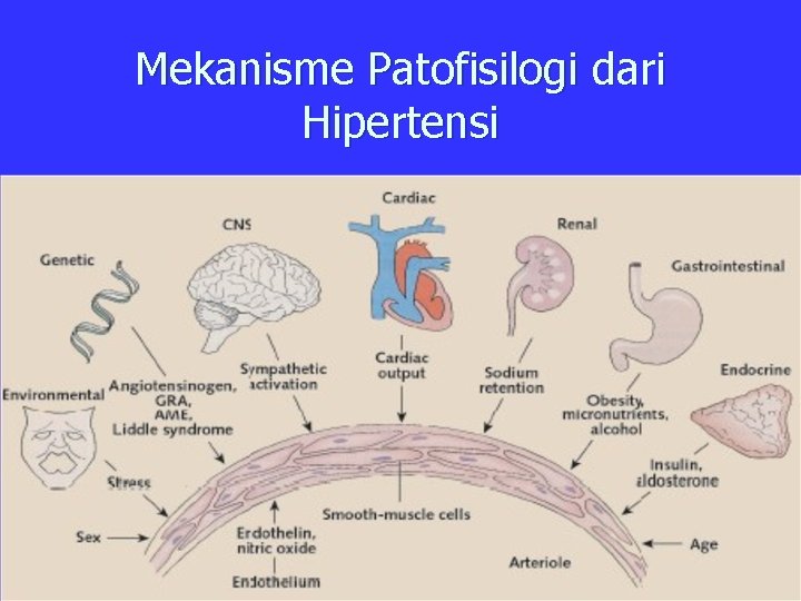 Mekanisme Patofisilogi dari Hipertensi 