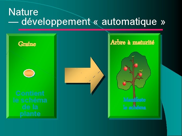 Nature — développement « automatique » Graine Contient le schéma de la plante Arbre Nature — développement « automatique » Graine Contient le schéma de la plante Arbre