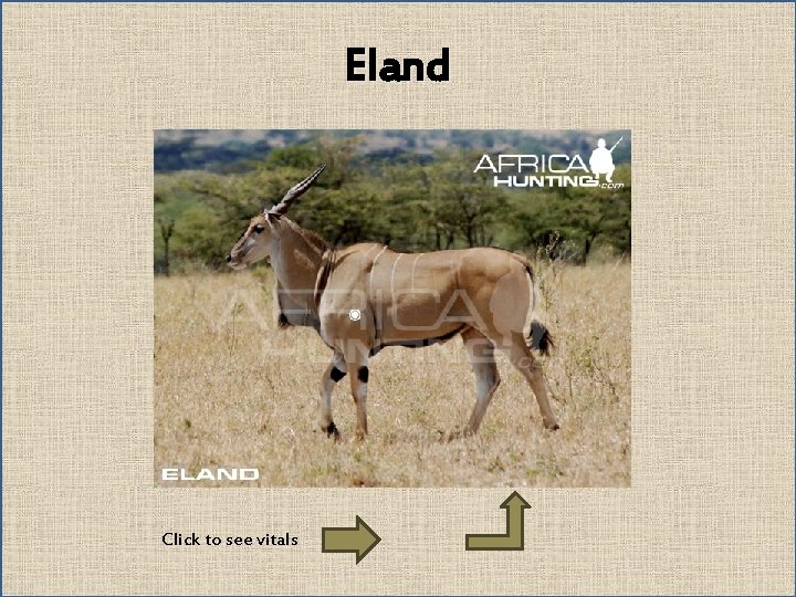 Eland Click to see vitals 