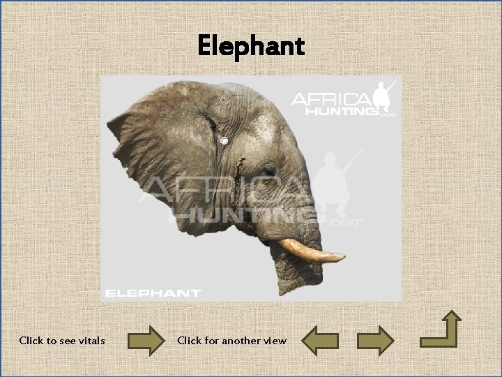 Elephant Click to see vitals Click for another view 