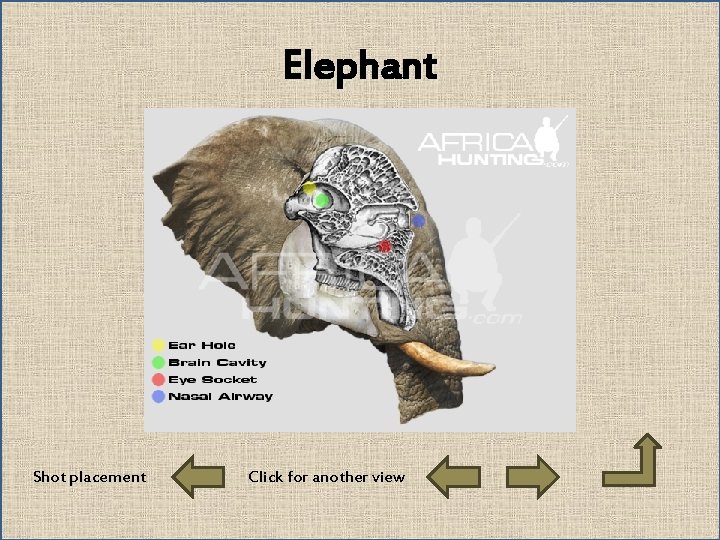 Elephant Shot placement Click for another view 