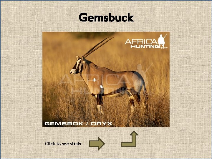 Gemsbuck Click to see vitals 