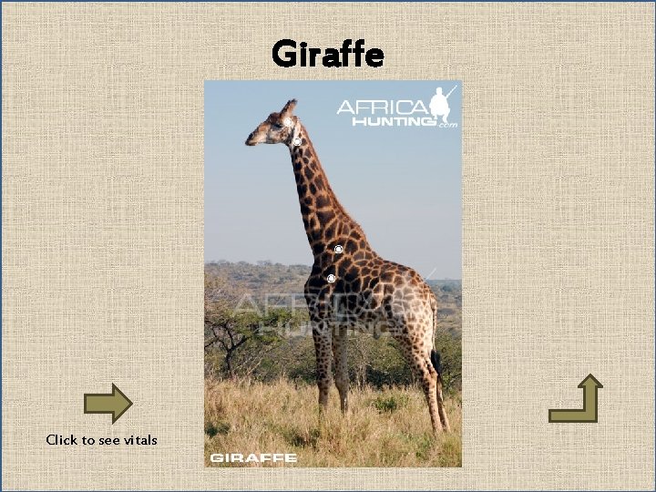 Giraffe Click to see vitals 