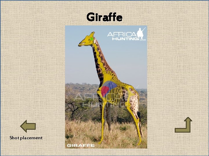 Giraffe Shot placement 