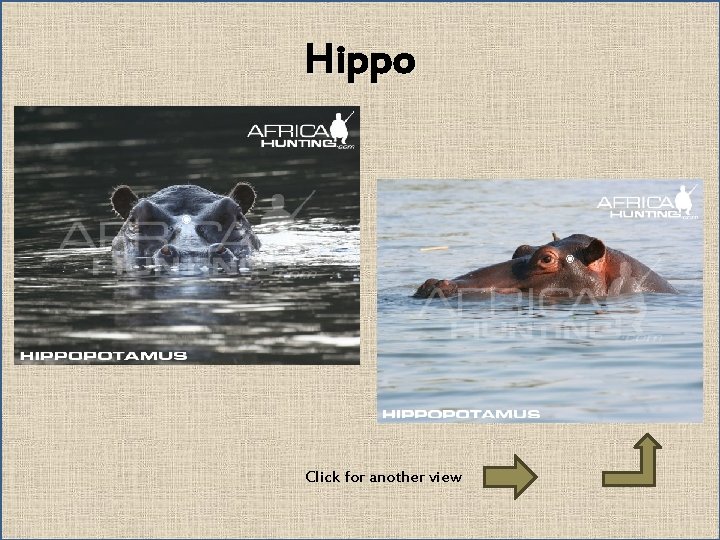 Hippo Click for another view 