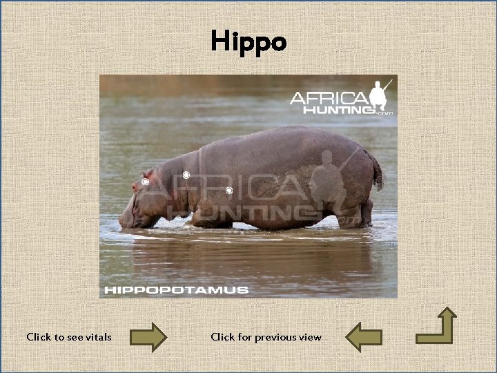 Hippo Click to see vitals Click for previous view 