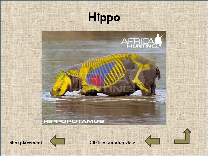 Hippo Shot placement Click for another view 