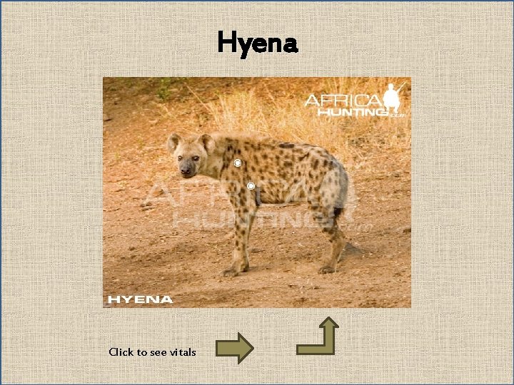 Hyena Click to see vitals 