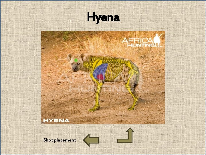 Hyena Shot placement 