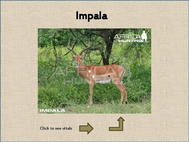 Impala Click to see vitals 