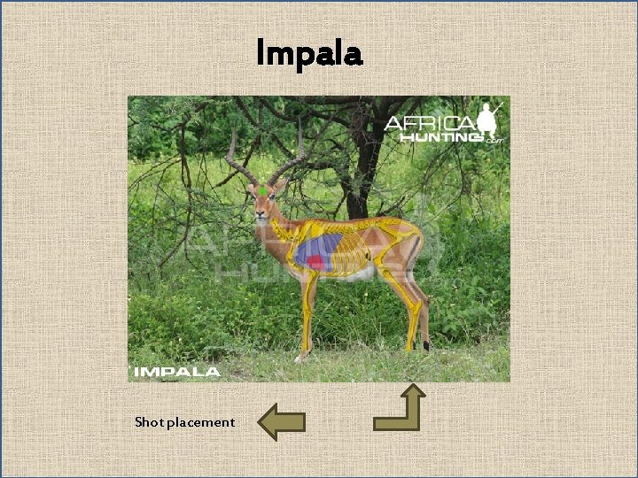 Impala Shot placement 