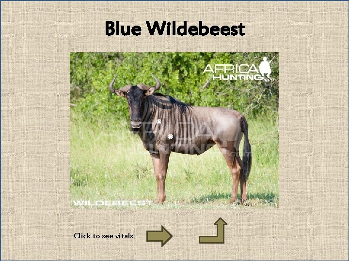 Blue Wildebeest Click to see vitals 