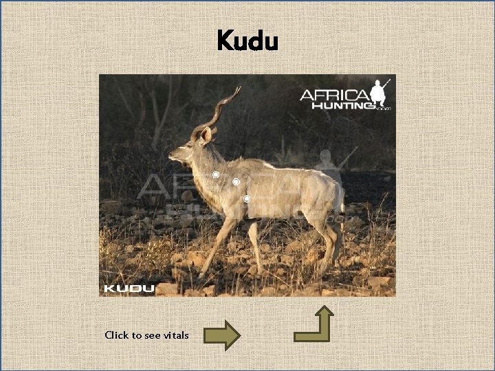 Kudu Click to see vitals 
