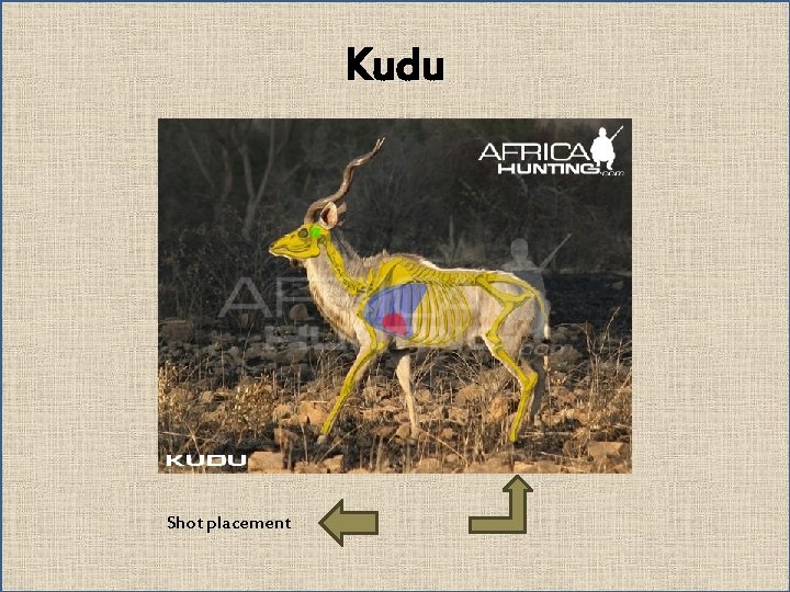 Kudu Shot placement 