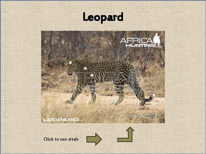 Leopard Click to see vitals 