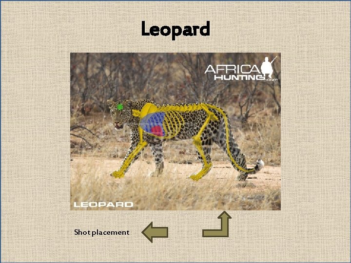 Leopard Shot placement 