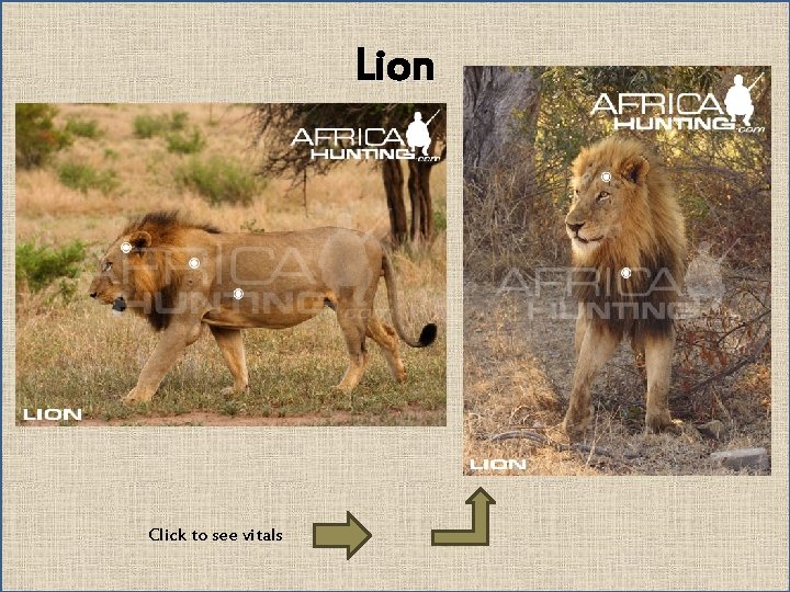 Lion Click to see vitals 