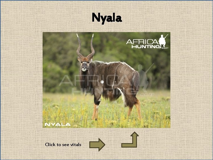 Nyala Click to see vitals 