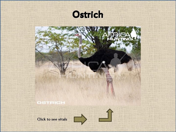 Ostrich Click to see vitals 