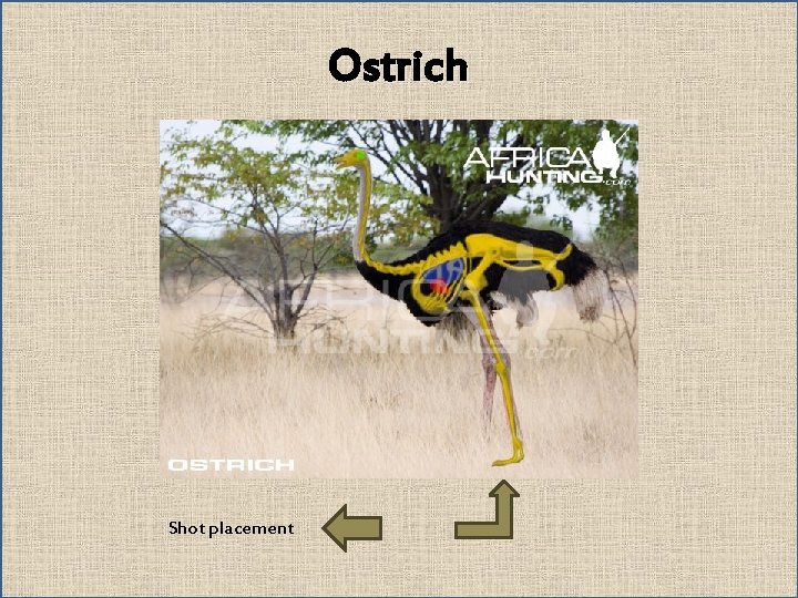 Ostrich Shot placement 