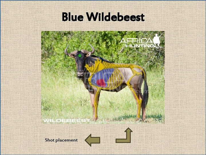 Blue Wildebeest Shot placement 