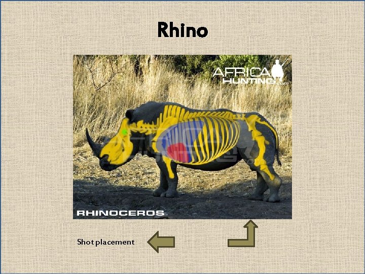 Rhino Shot placement 