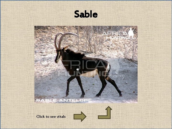 Sable Click to see vitals 