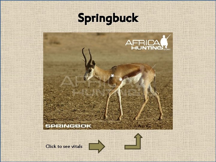Springbuck Click to see vitals 