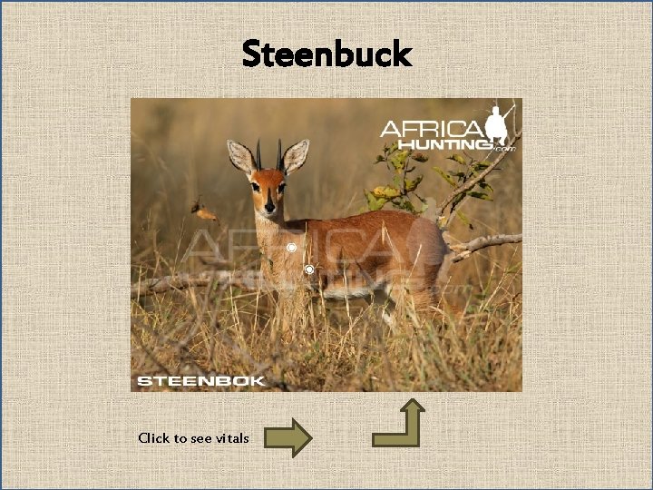 Steenbuck Click to see vitals 