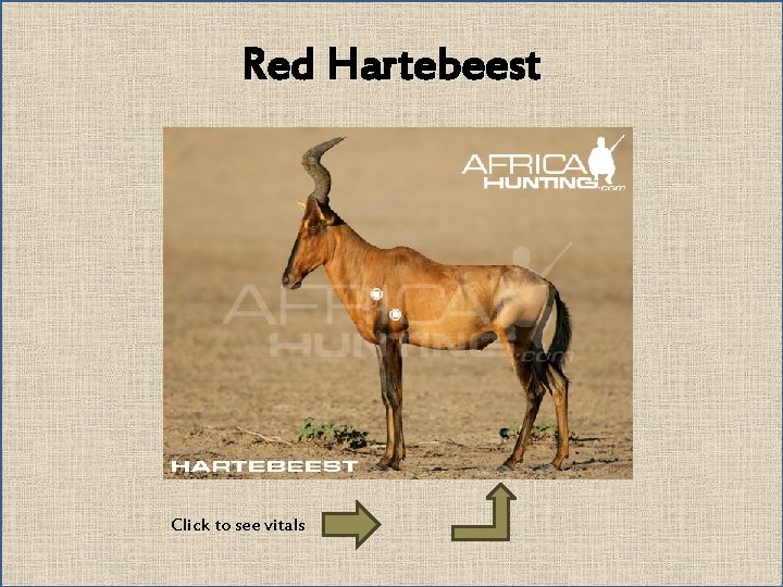 Red Hartebeest Click to see vitals 